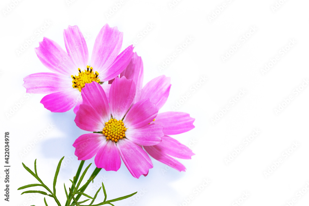 Bright colorful cosmos flowers