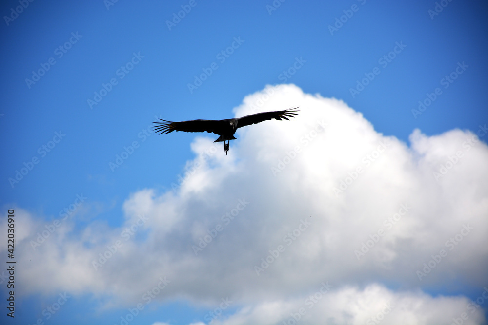 Obraz premium Cóndor volando....