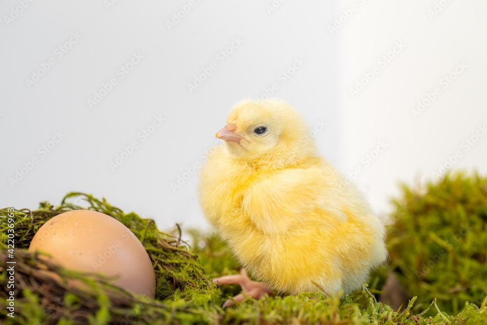 Easter chick with egg on green moss looking cute and adorable