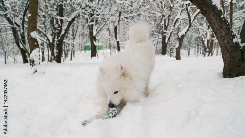 Samoyed dog in the park Samoyed dog in the park