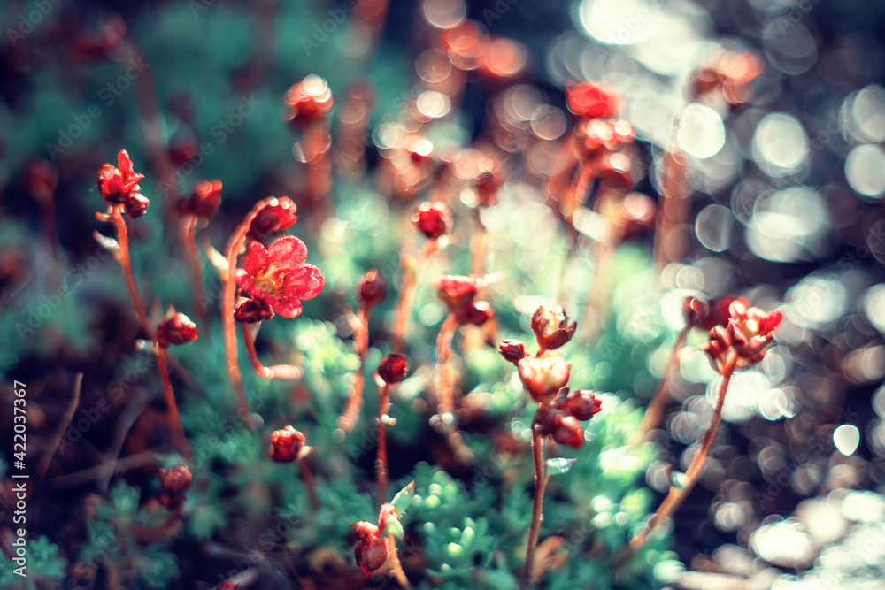 Czerwone kwiaty skalnicy, sezon wiosenny w ogrodzie - obrazy, fototapety, plakaty 