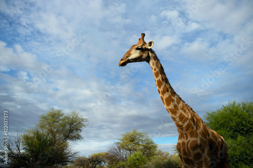 Wild african life. A large common South African giraffe on the summer blue sky.