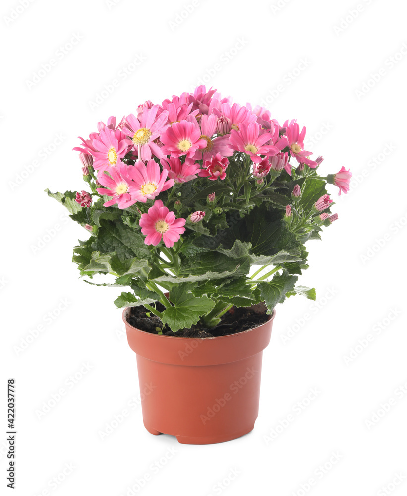 Beautiful pink cineraria plant in flower pot isolated on white