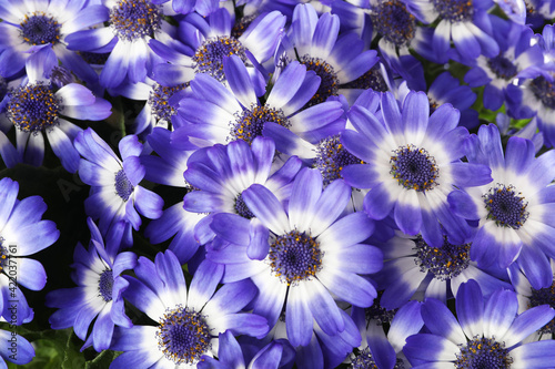 Beautiful purple cineraria flowers as background, closeup