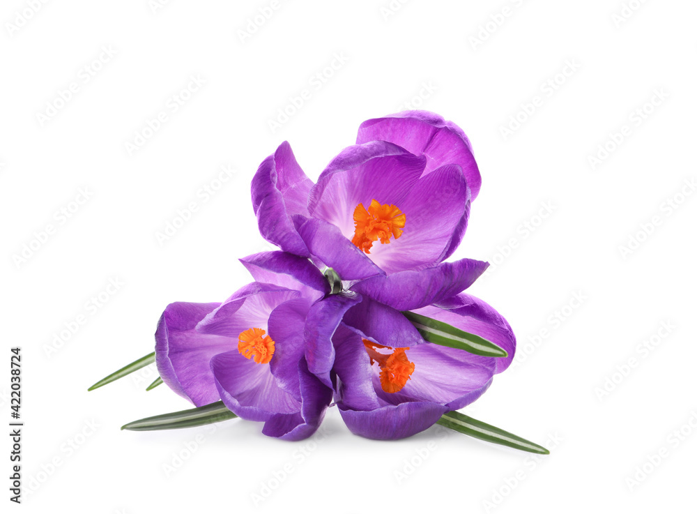 Beautiful purple crocus flowers on white background
