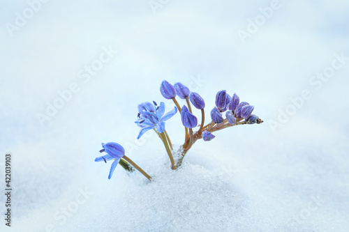 Beautiful lilac alpine squill flowers growing through