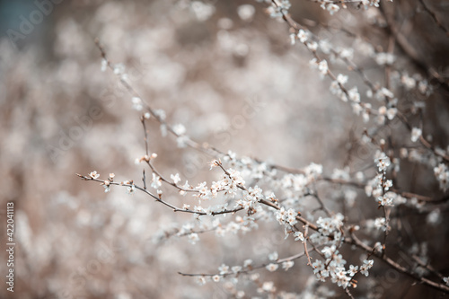 Wiosenne białe kwiatki dzikiego owocowego drzewa. © anettastar