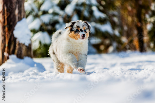 Australian shepherd puppy running in fresh snow in the garden.