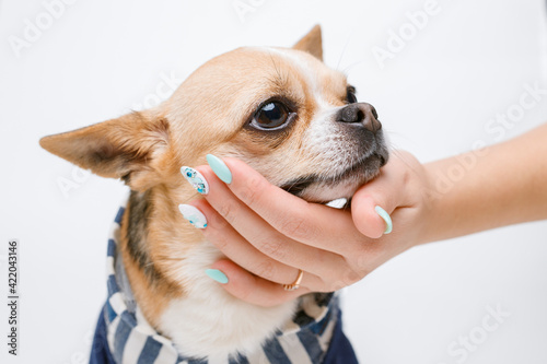 Portraite of cute puppy chihuahua on white background. Woman stroking little smiling dog.