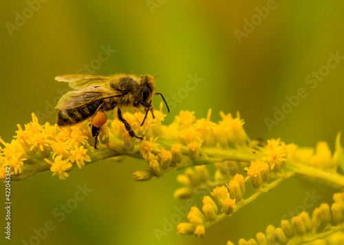 pszczoła miodna © marko658