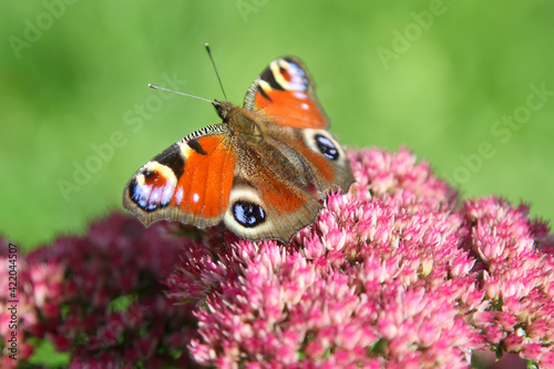 Peacock butterfly on flowers, sunny spring day. The insect pollinates the plant.