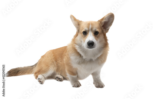 corgi welsh pembroke isolated