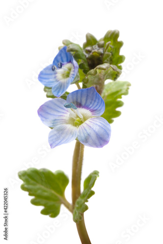 little blue flowers isolated
