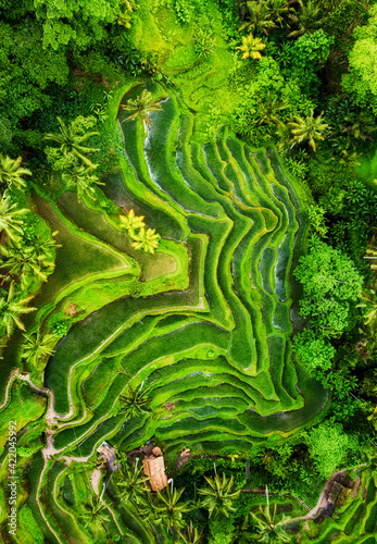 Aerial view of rice terraces. Landscape with drone. Agricultural landscape from the air. Rice terraces in the summer. Jatiluwih rise terrace, Bali, Indonesia. Travel and vacation image