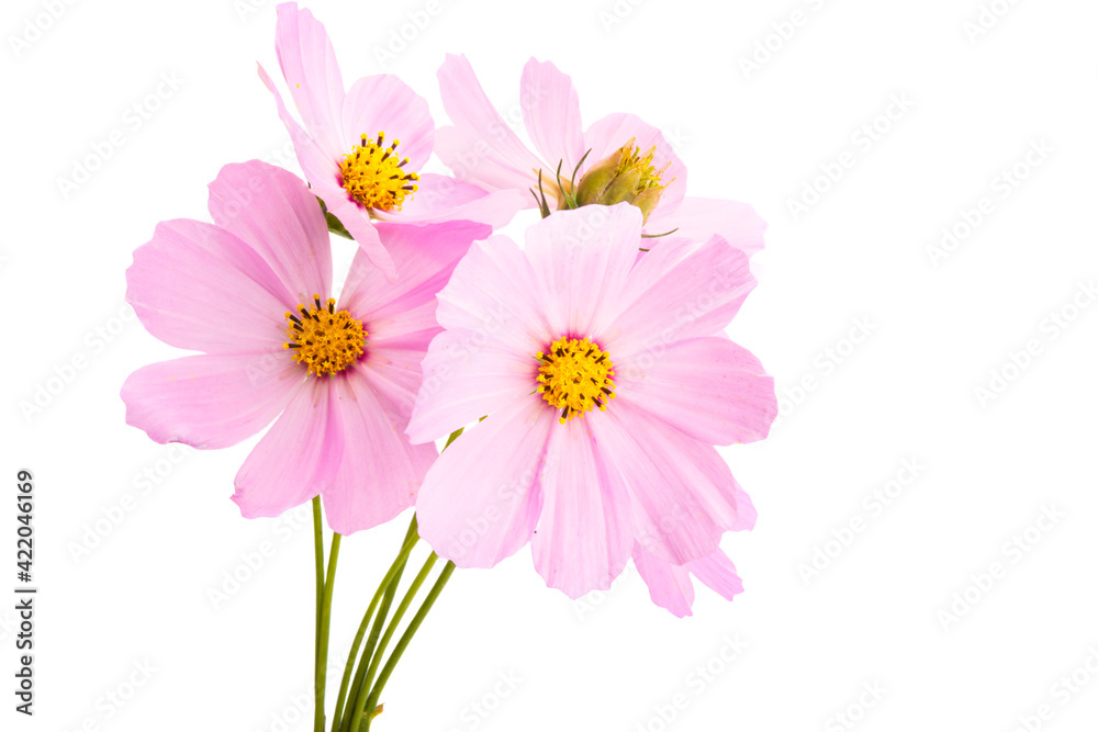 kosmeya flower isolated kosmeya flower isolated