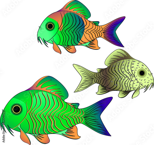 Aquarium fish catfish corydoras fish tank