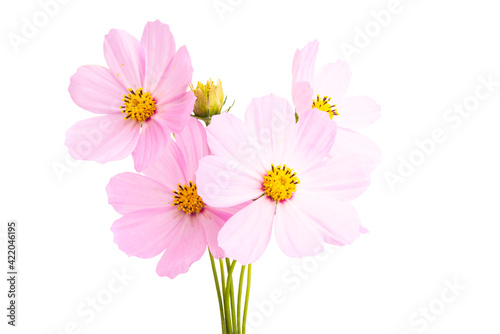 kosmeya flower isolated