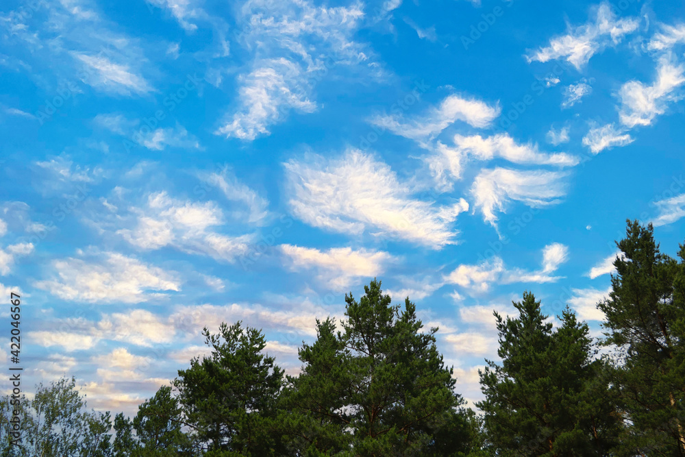 Green branches of spruce against the blue sky.