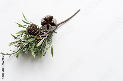 pine branch isolated on white photo