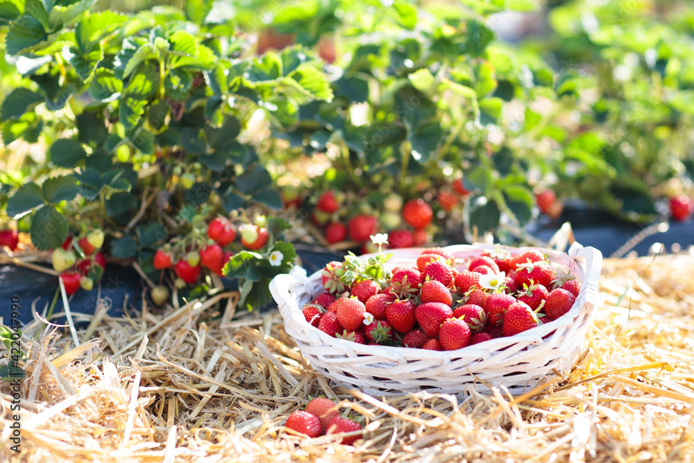 Strawberry field on fruit farm. Berry in basket. Strawberry field on fruit farm. Berry in basket.