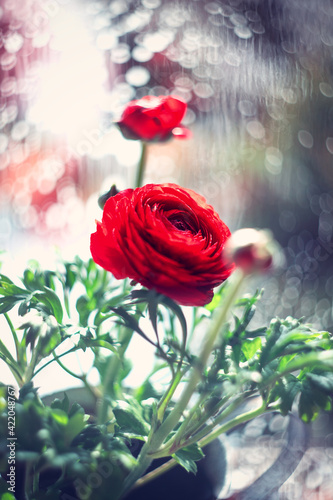 Czerwone kwiaty, rozmyte tło