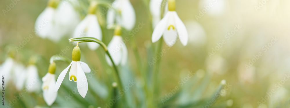 Fototapeta premium White fresh snowdrops flower ( Galanthus ) on green meadow in sunny garden . Easter spring background banner panorama