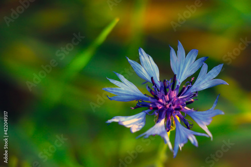 View of a blue flowering cornflower in spring.