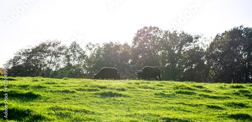 Bild auf Leinwand neanderthal landscape in Mettmann in the Eifel germany
