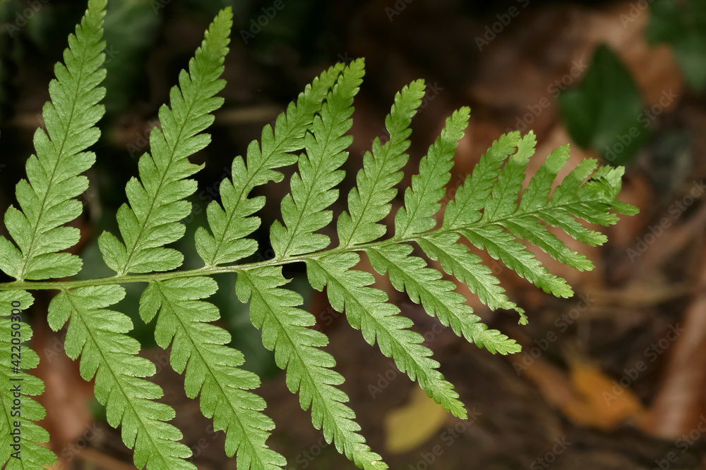 Details der Wedel des Frauenfarnes, Athyrium filix-femine, Details der Wedel des Frauenfarnes, Athyrium filix-femine,