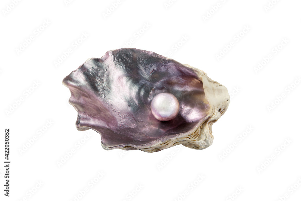 Pearl in the oyster shell isolated on white Pearl in the oyster shell isolated on white