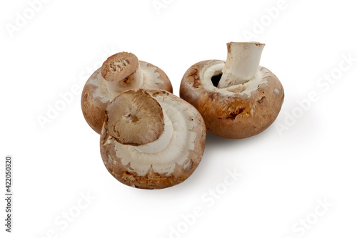 Portobello mushrooms isolated on white