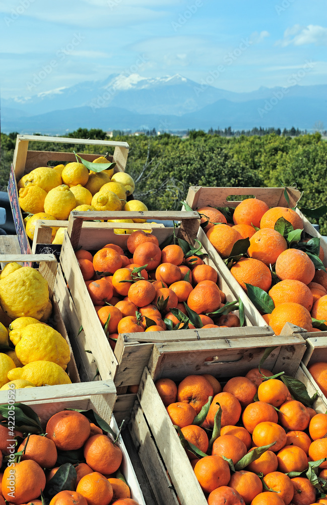 Mandarins, oranges and lemons in the plain of Sibari, in the background the massif of Pollino, Sibari, District of Cosenza, Calabria, Italy, Europe