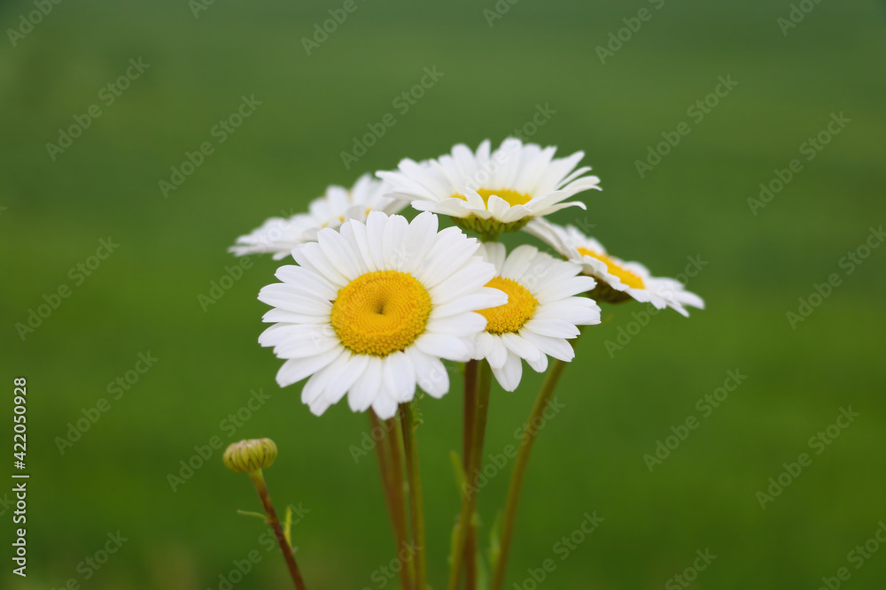 Fototapeta premium Beautiful blooming chamomile on a sunny spring day.