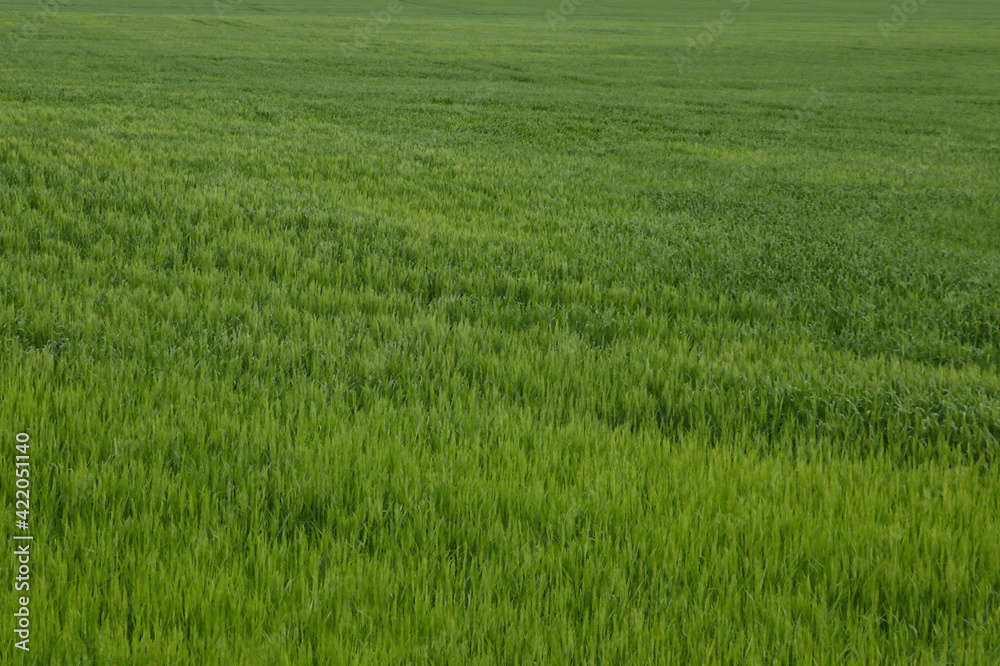 Green field of wheat or barley. Rural landscape. Green field of wheat or barley. Rural landscape.