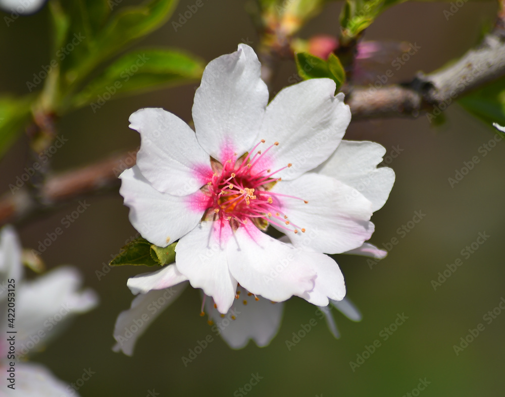 unas flores de un almendro en primavera unas flores de un almendro en primavera