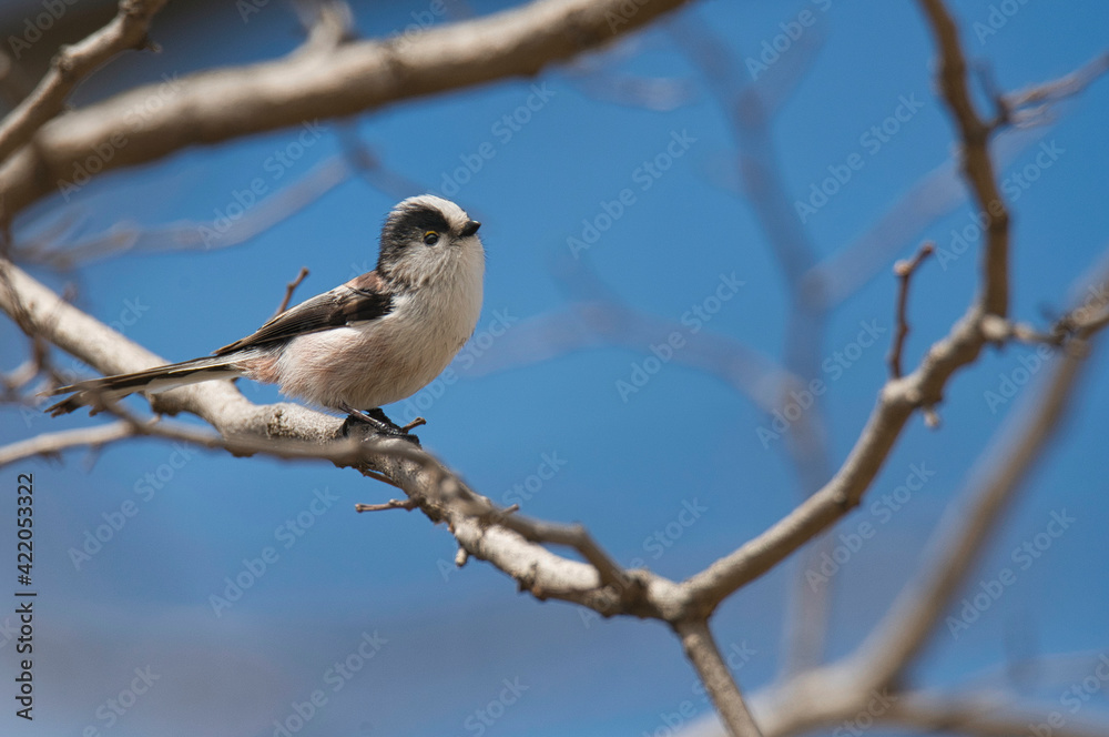 木の枝でさえずる野鳥エナガ 木の枝でさえずる野鳥エナガ