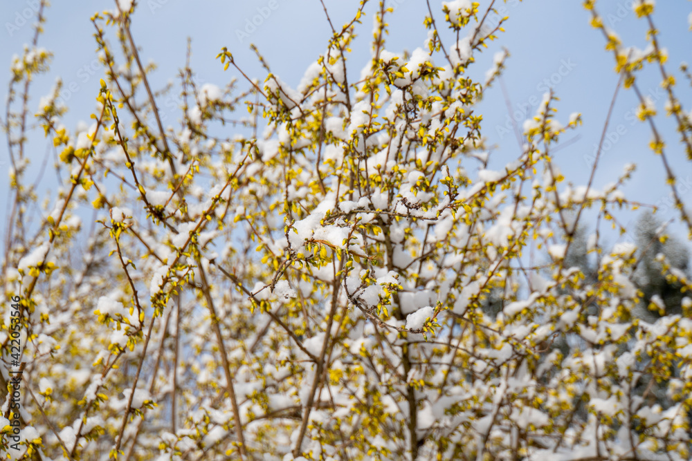 Obraz premium Gelbe Blüten mit Schnee