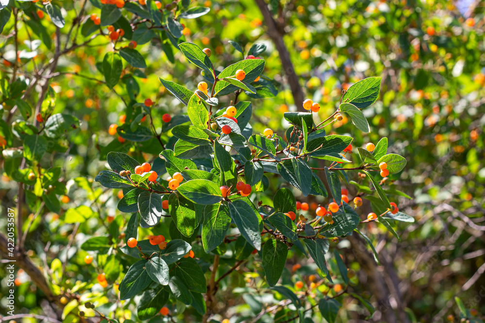 Small-leaved honeysuckle (Lonicera microphylla) branches with orange berries and green leaves in the garden in summer.