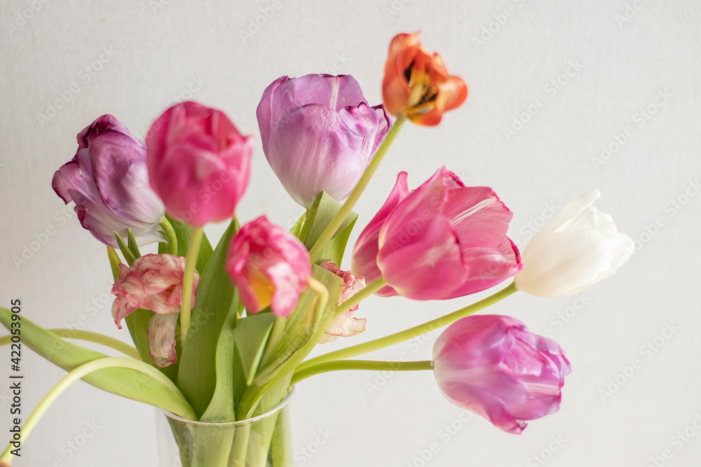 A bouquet of pink and white tulips stands upright on a light background. Growing tulips at home, pests and plant nutrition