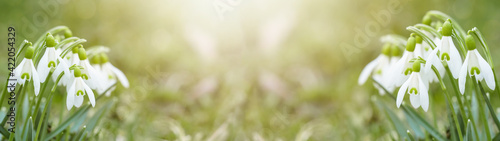 White fresh snowdrops flower ( Galanthus ) on green meadow in sunny garden . Easter spring background banner panorama photo