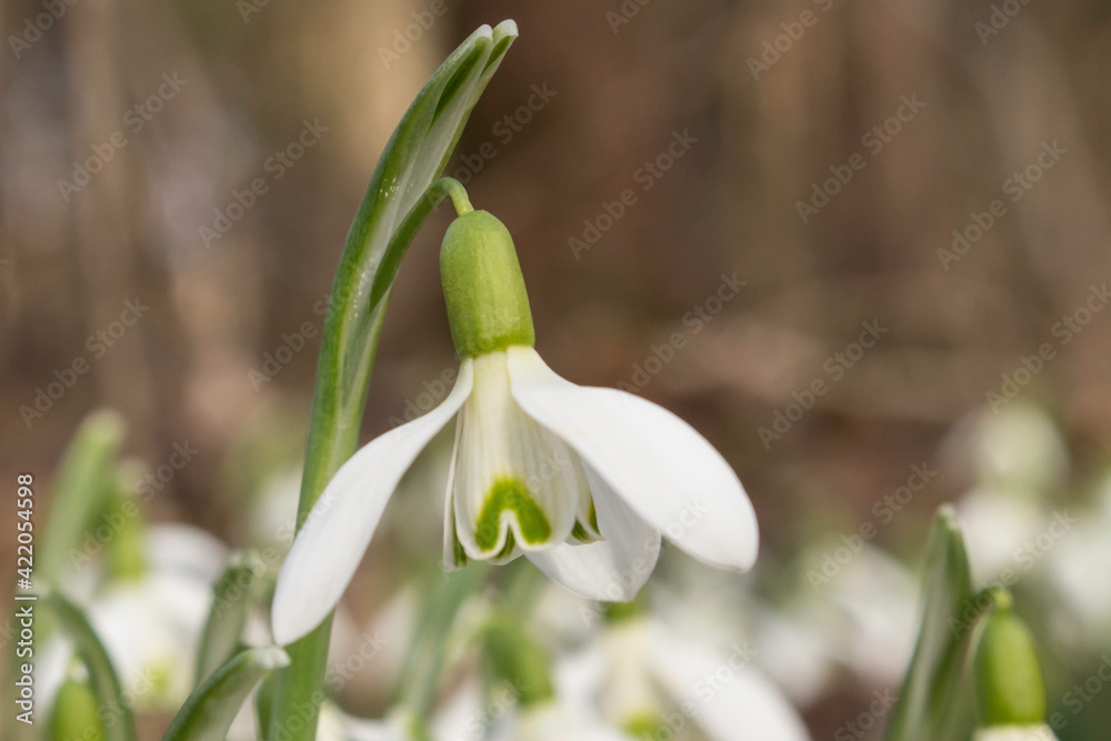 Schneeglöckchen Schneeglöckchen