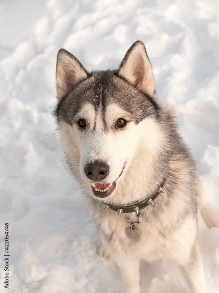 Portrait of a Siberian husky in the winter in the snow. High quality photo. Dog in winter