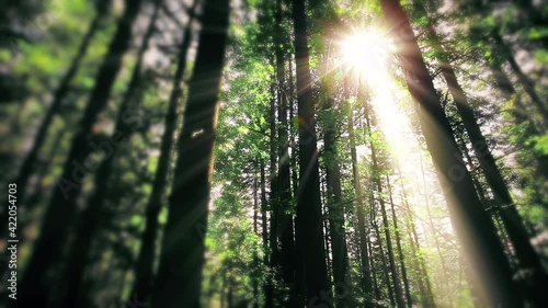 morning in the forest. the sun's rays pass through trees