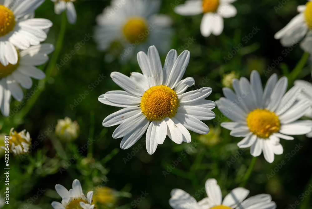 White and yellow chamomile flowers close-up in a field. Medicinal plants..The concept of wildflowers White and yellow chamomile flowers close-up in a field. Medicinal plants..The concept of wildflowers
