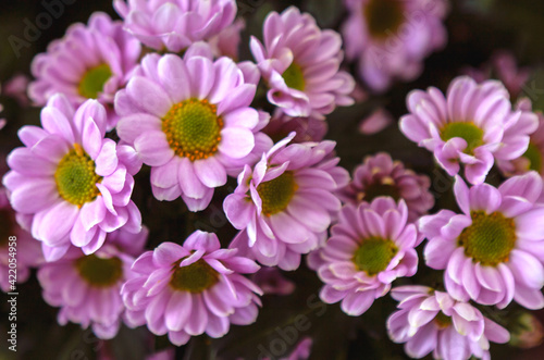 Pink chrysanthemums. Chrysanthemum flowers with yellow centers and pink petals.