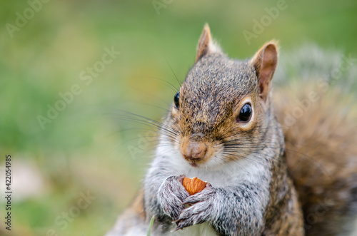 Brown and red squirrel eating an almond in close-up
