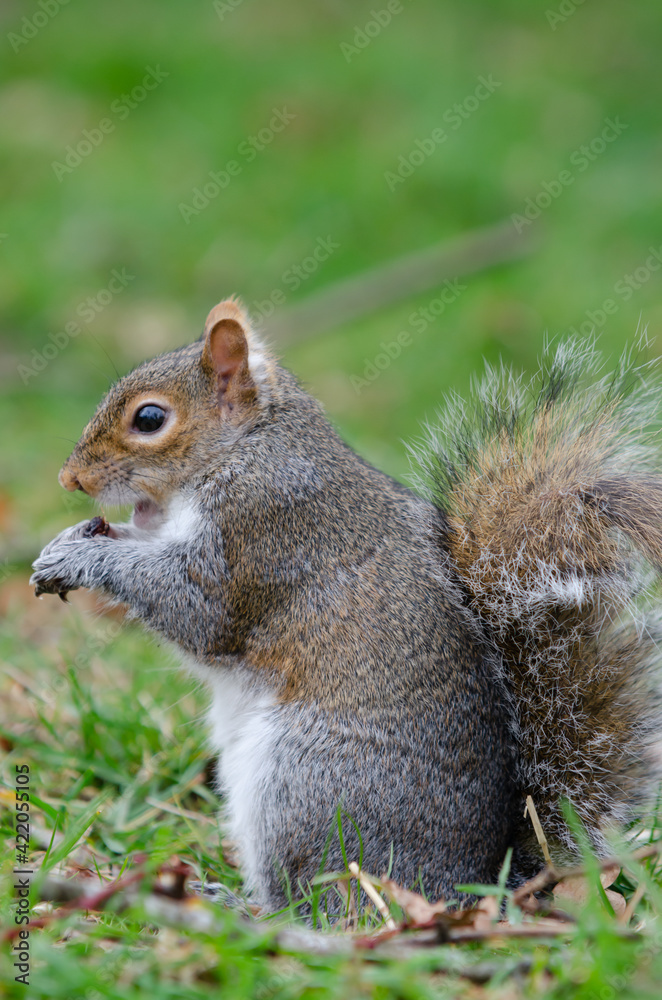 Brown and red squirrel eating a raisin in close-up Brown and red squirrel eating a raisin in close-up