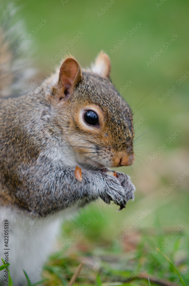 Brown and red squirrel eating an almond in close-up Brown and red squirrel eating an almond in close-up