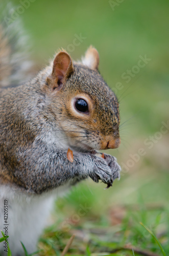 Brown and red squirrel eating an almond in close-up