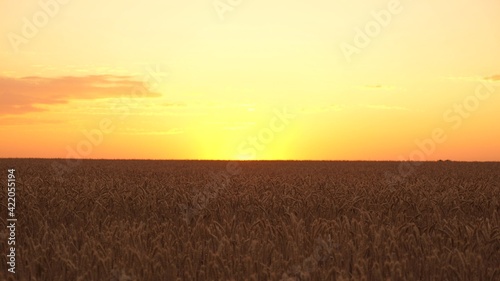 Ripe wheat field in evening at sunset. Spikelets of wheat with grain shakes wind. Environmentally friendly wheat. Cereal harvest ripens in summer. agricultural business concept. Dawn over the field